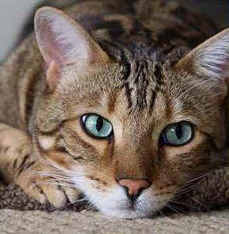Raja (20389227)