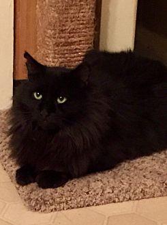 Rascal (17568305)