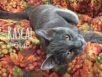 Rascal (19603052)