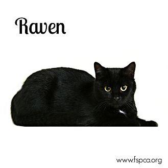 Raven (20097723)