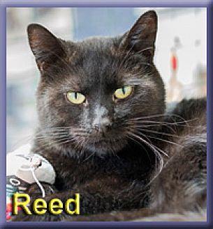 Reed (19720491)