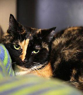 Reeses (3585327)