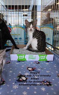 Reggie (19345373)