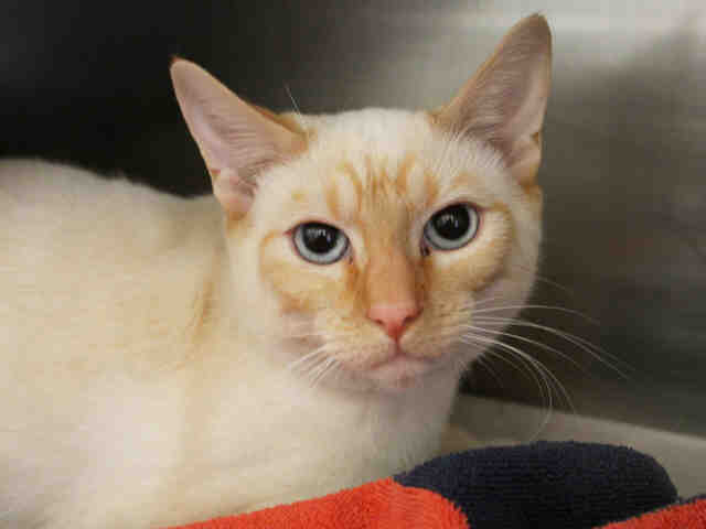 REGGIE (A412571)