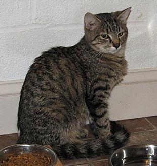 Reka (adult (17931236)