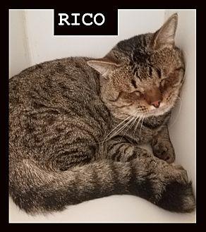 RICO-LOW FEE (20497158)