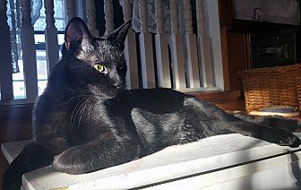 Ringo (JT) (16766496)