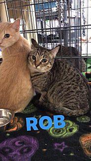 Robb (19027569)