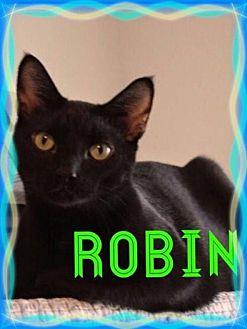 Robin (11955852)