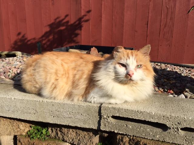 ROCKY (A705899)