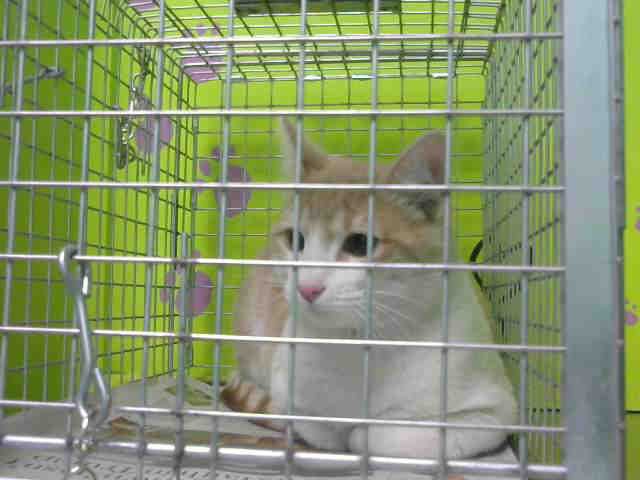 ROCO (A1517859)