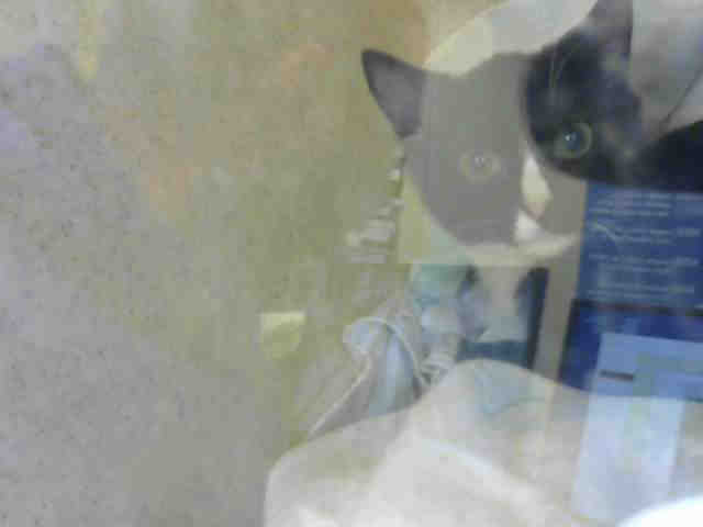 ROGER (A633086)