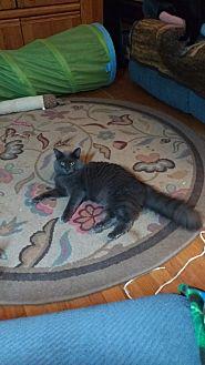 Rogue (16839653)