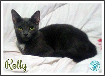 Rolly (20181309)