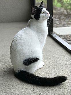 Romeo (15747871)
