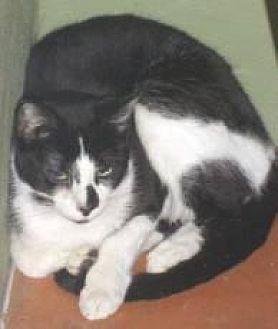 Romeo (20175922)