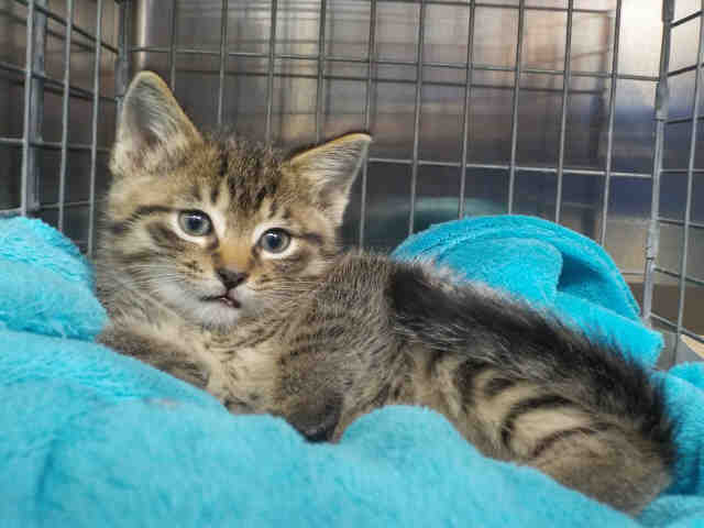 ROMEO (A1933803)