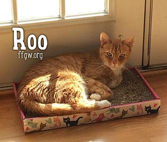 Roo (20274007)