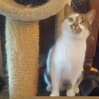 Rosalina (20114073)