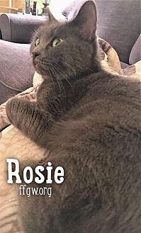Rosie (20239295)