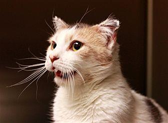 Rosie-Calico (20666157)