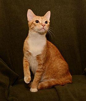 Ross *bonded (19931830)