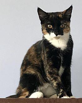 Roxi (17423306)