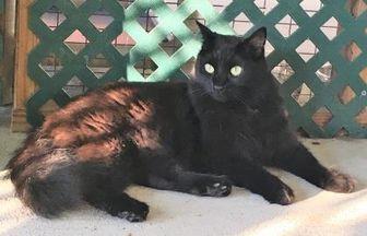 Roxie (18768604)