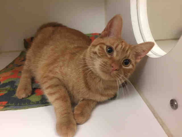 ROXIE (A009981)