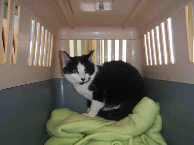 ROXY (A1069734)