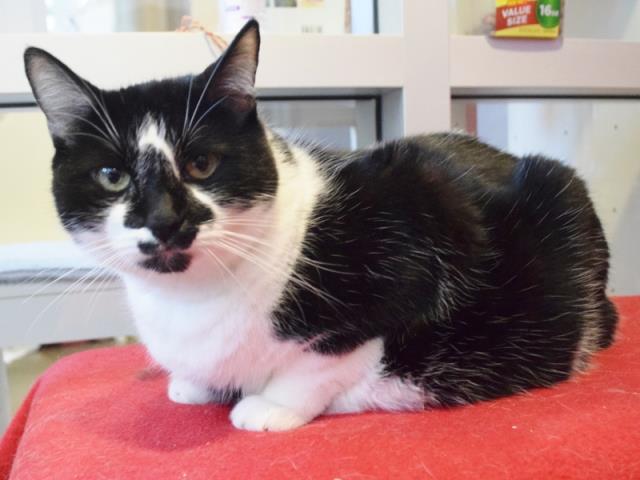 *RUFUS (A438006)