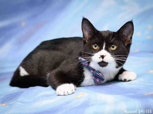 RUSSELL (A541155)