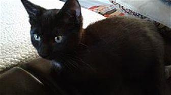 Sable (20498714)