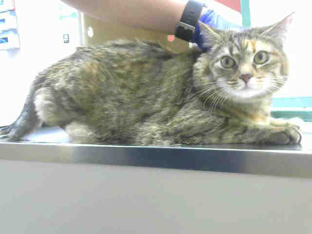 SABRINA (A373244)
