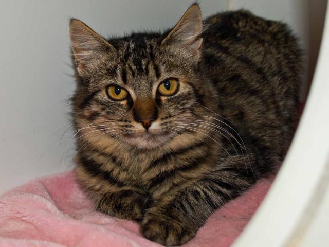 SAFFRON* (A243451)