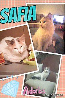 Safia (20295313)