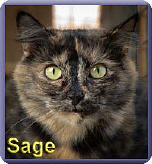 Sage (14021886)