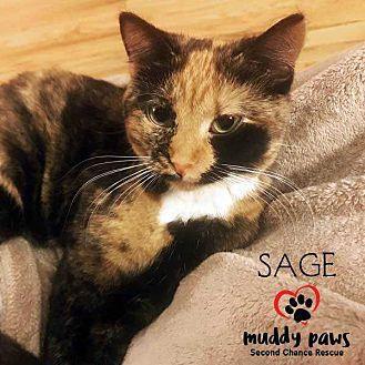 Sage (Kitten (19545105)
