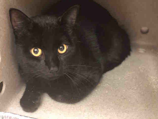 SALEM (A011293)