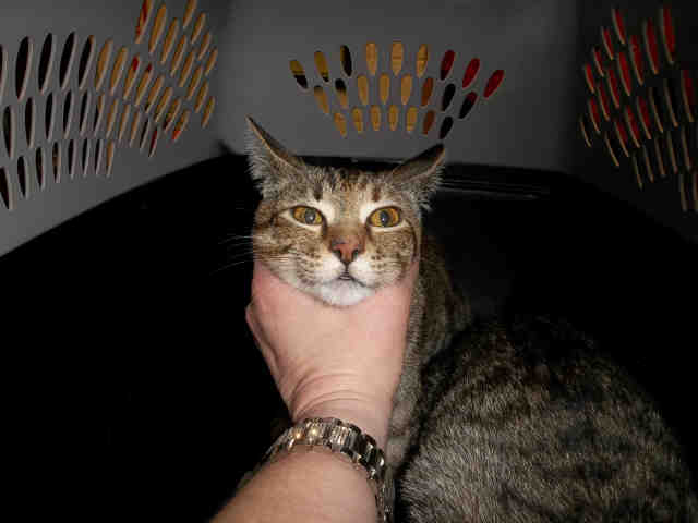 SALLY (A132093)