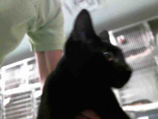 SAMANTHA (A132179)