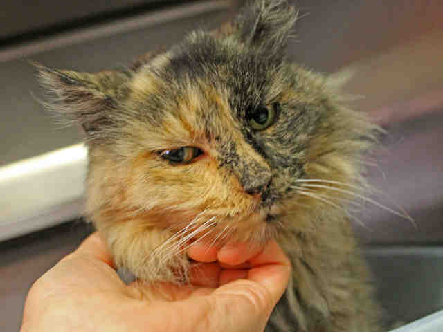 SAMANTHA (A411545)