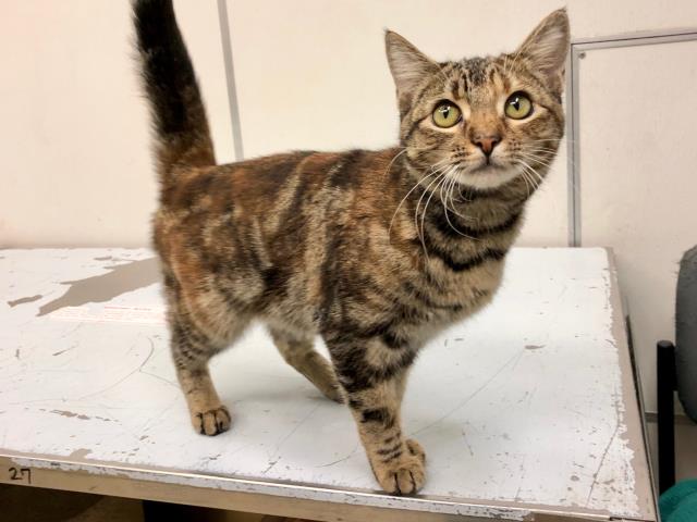 SAMMI (A138636)