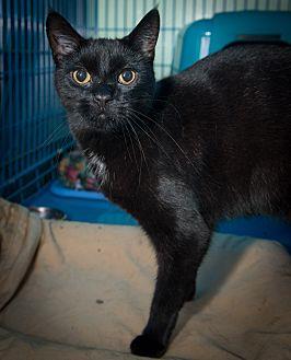 Sammy (12156847)
