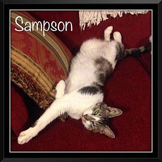 Sampson (14997819)