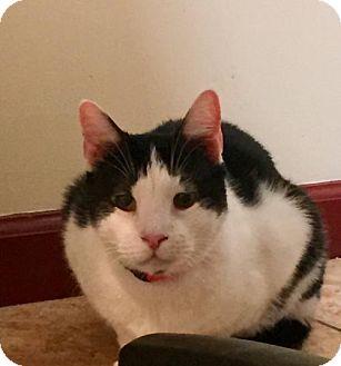 Sampson (17951388)