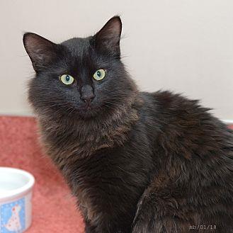 Sampson (20503067)