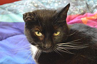 Sampson (20615175)