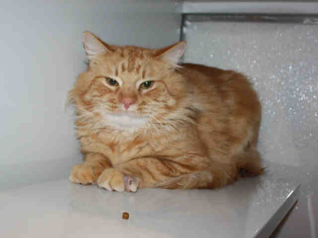 SAMPSON (A119781)
