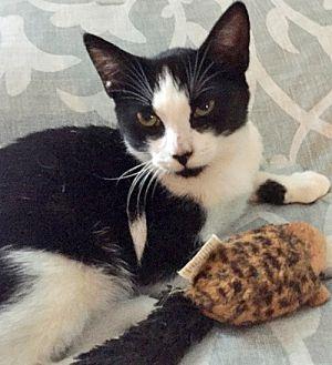 Samson: Purr (19397064)